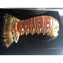 Cola de Langosta Pequeña